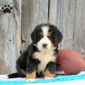Wyate, Bernese Mountain Dog Puppy