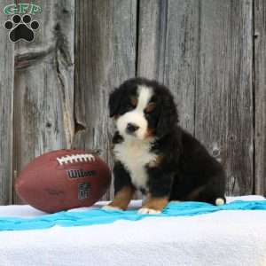 Wyate, Bernese Mountain Dog Puppy