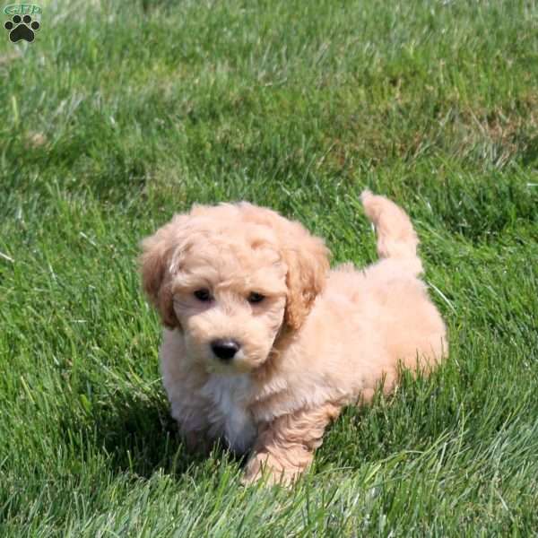 Wyatt, Bich-Poo Puppy