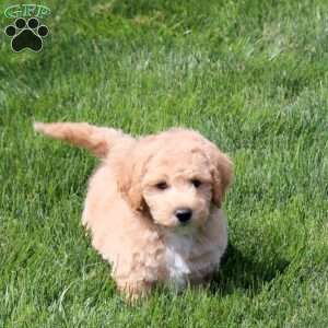 Wyatt, Bich-Poo Puppy