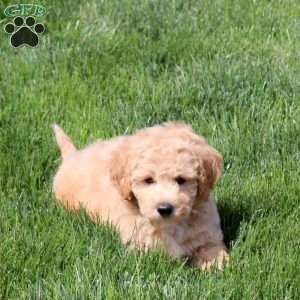 Wyatt, Bich-Poo Puppy
