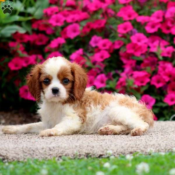 Wyatt, Cavalier King Charles Spaniel Puppy