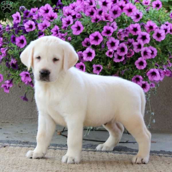 Wyatt, Yellow Labrador Retriever Puppy