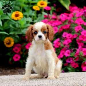 Wyatt, Cavalier King Charles Spaniel Puppy