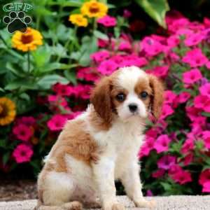 Wyatt, Cavalier King Charles Spaniel Puppy