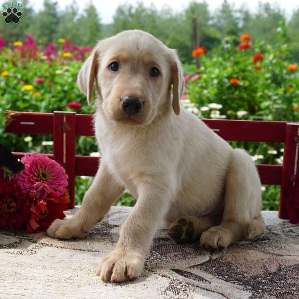 Wallace, Yellow Labrador Retriever Puppy