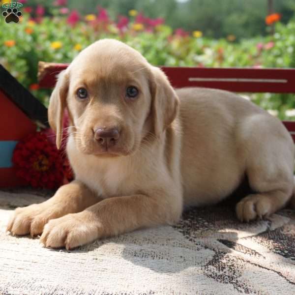 Willa, Yellow Labrador Retriever Puppy
