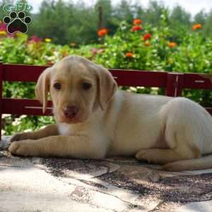 Wilson, Yellow Labrador Retriever Puppy