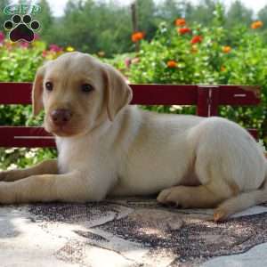 Wilson, Yellow Labrador Retriever Puppy