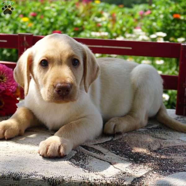 Wilson, Yellow Labrador Retriever Puppy
