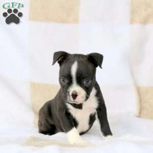 Zane, Boston Terrier Puppy