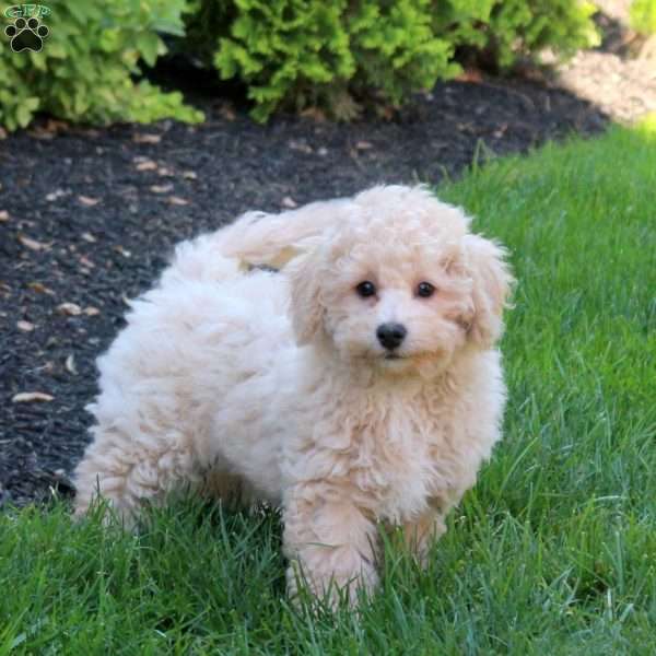 Zach, Bich-Poo Puppy