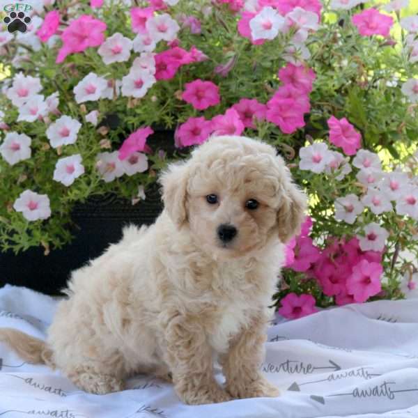 Zach, Bich-Poo Puppy