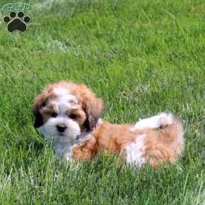 Zach, Teddy Bear Puppy