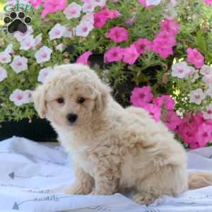 Zach, Bich-Poo Puppy