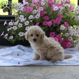 Zach, Bich-Poo Puppy