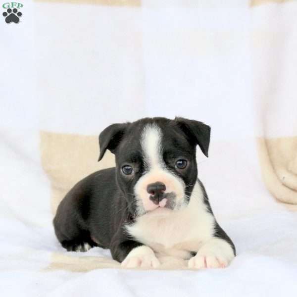 Zachary, Boston Terrier Puppy