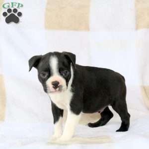 Zachary, Boston Terrier Puppy