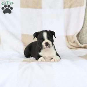 Zachary, Boston Terrier Puppy