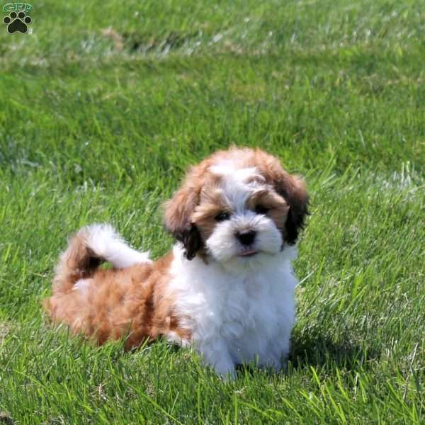 Zach, Teddy Bear Puppy
