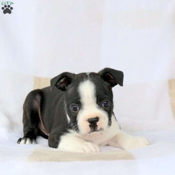 Zander, Boston Terrier Puppy
