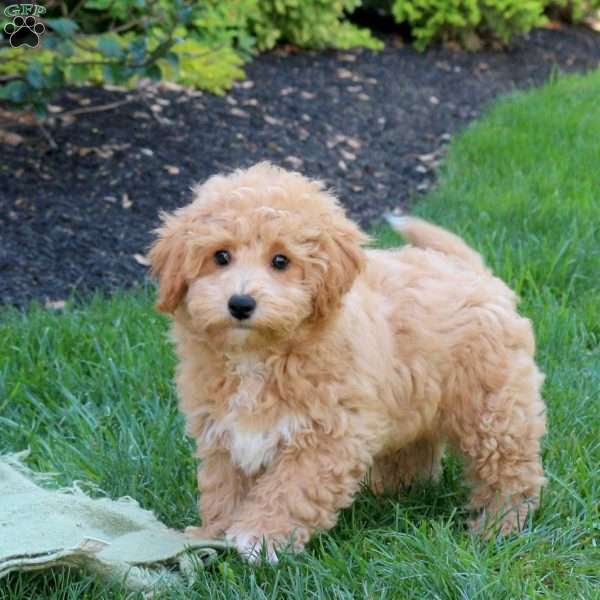 Zander, Bich-Poo Puppy