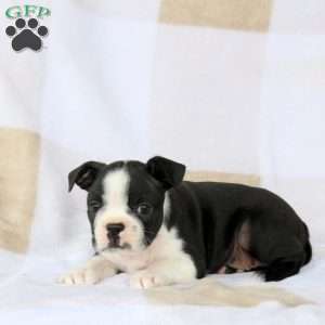 Zander, Boston Terrier Puppy