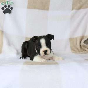 Zander, Boston Terrier Puppy