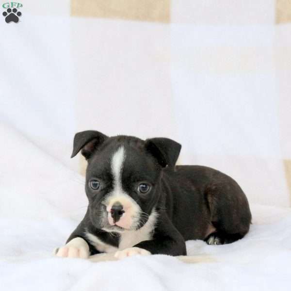 Zane, Boston Terrier Puppy