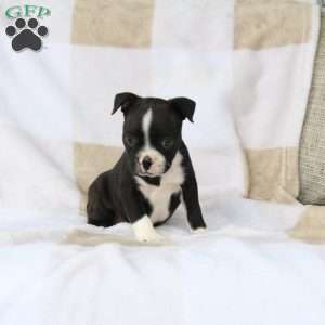 Zane, Boston Terrier Puppy