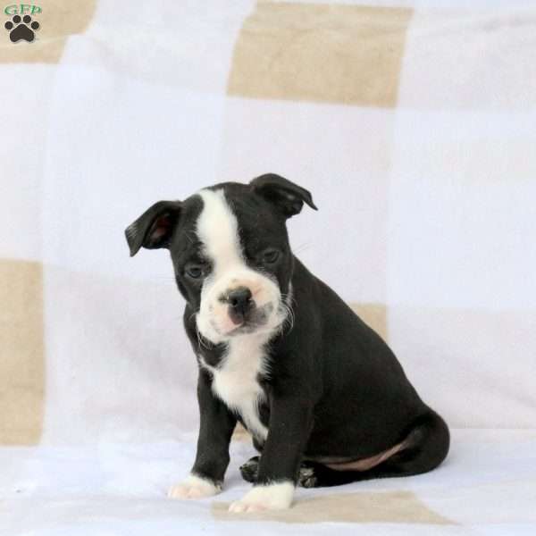 Zavier, Boston Terrier Puppy