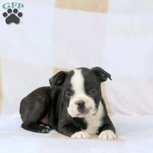 Zavier, Boston Terrier Puppy