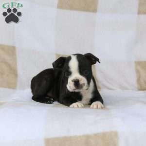 Zavier, Boston Terrier Puppy