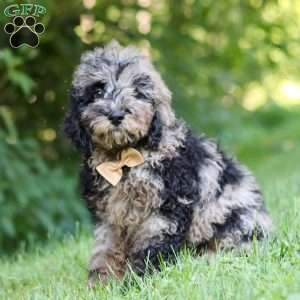 Zeke, Cockapoo Puppy