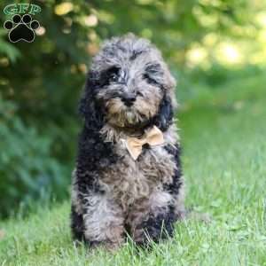 Zeke, Cockapoo Puppy