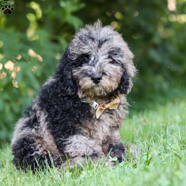 Zeke, Cockapoo Puppy