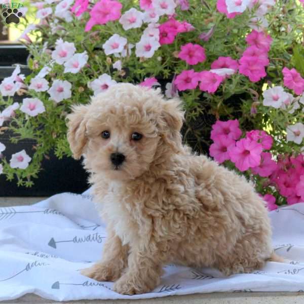 Zeke, Bich-Poo Puppy