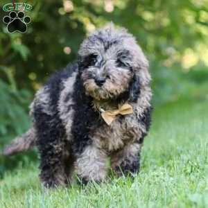 Zeke, Cockapoo Puppy