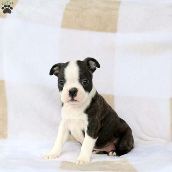 Zia, Boston Terrier Puppy