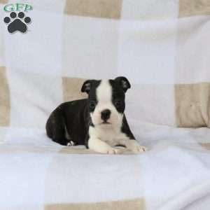 Zia, Boston Terrier Puppy