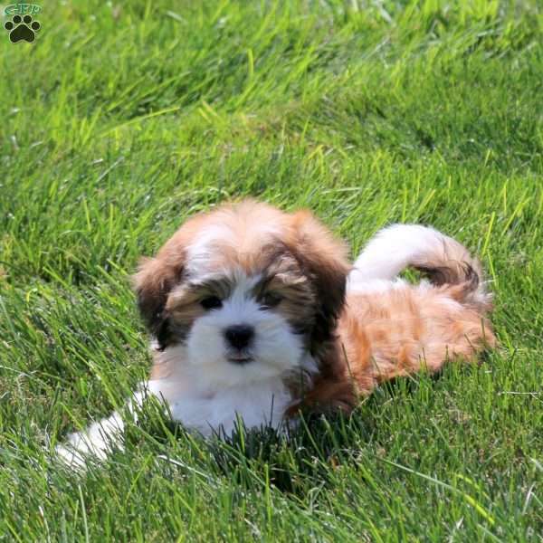 Zoe, Teddy Bear Puppy