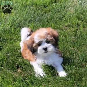 Zoe, Teddy Bear Puppy