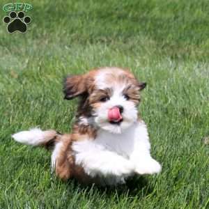 Zoe, Teddy Bear Puppy