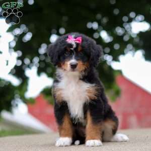 Zoey, Mini Bernedoodle Puppy