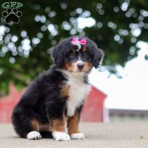 Zoey, Mini Bernedoodle Puppy