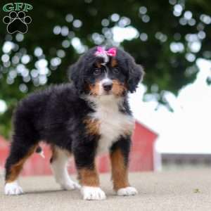 Zoey, Mini Bernedoodle Puppy