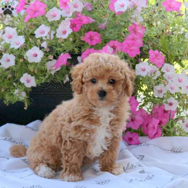 Zoey, Bich-Poo Puppy