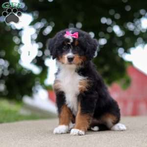 Zoey, Mini Bernedoodle Puppy