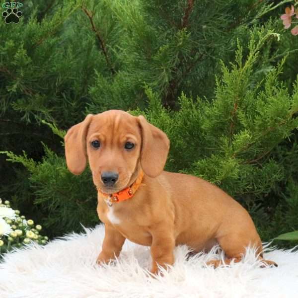 Zuma, Dachshund Mix Puppy