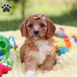 Zuri, Cavapoo Puppy